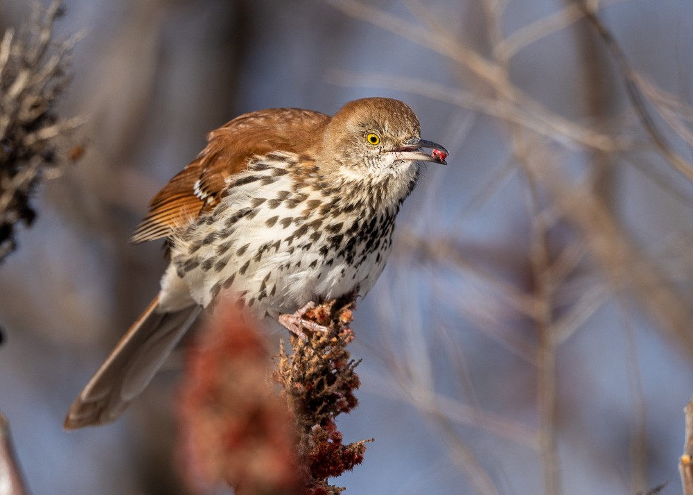 Brown Thrasher - ML613693945