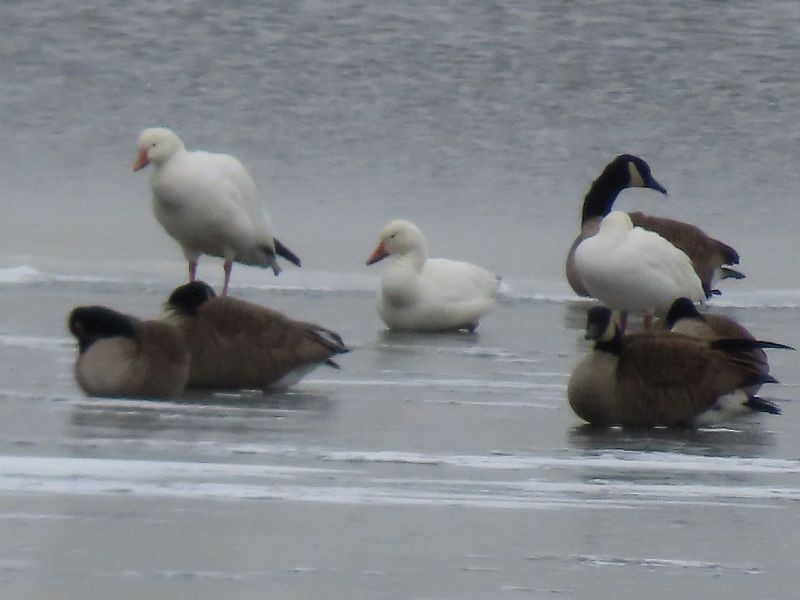 Snow Goose - ML613693960