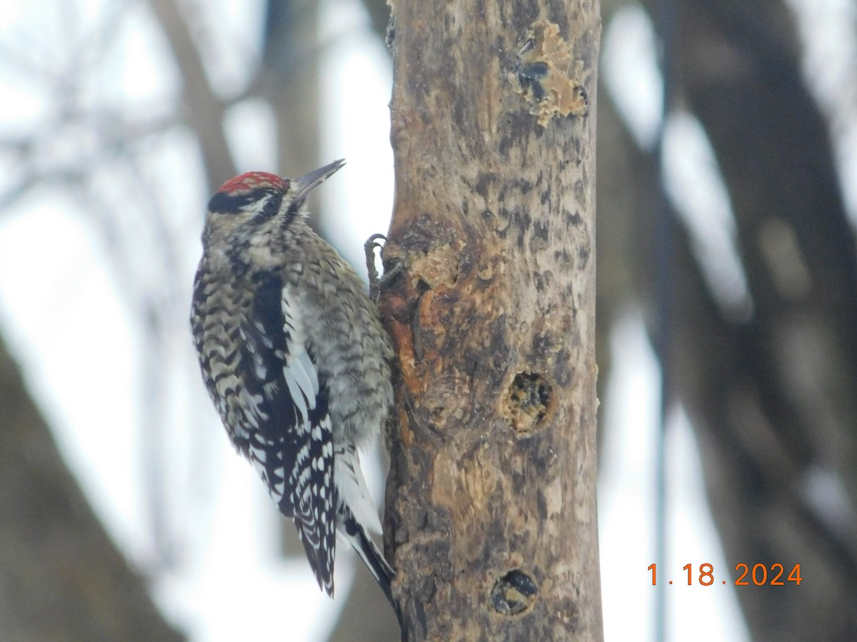 Yellow-bellied Sapsucker - ML613694076