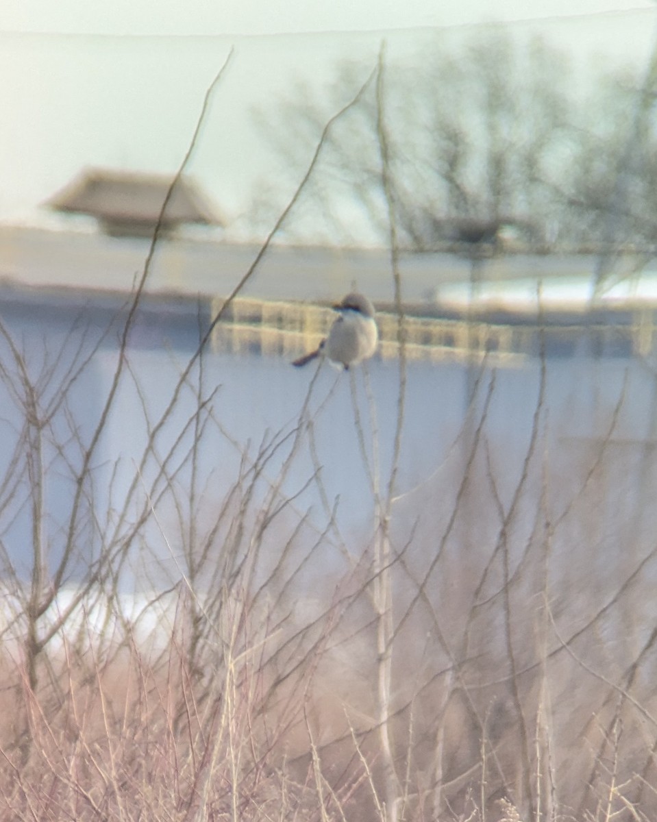 Northern Shrike - Andy Belt