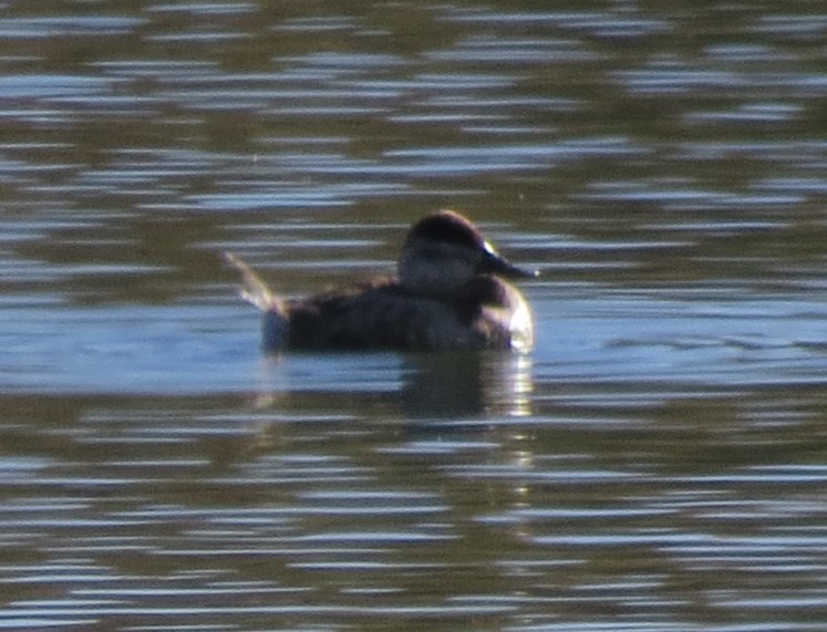 Ruddy Duck - ML613694088