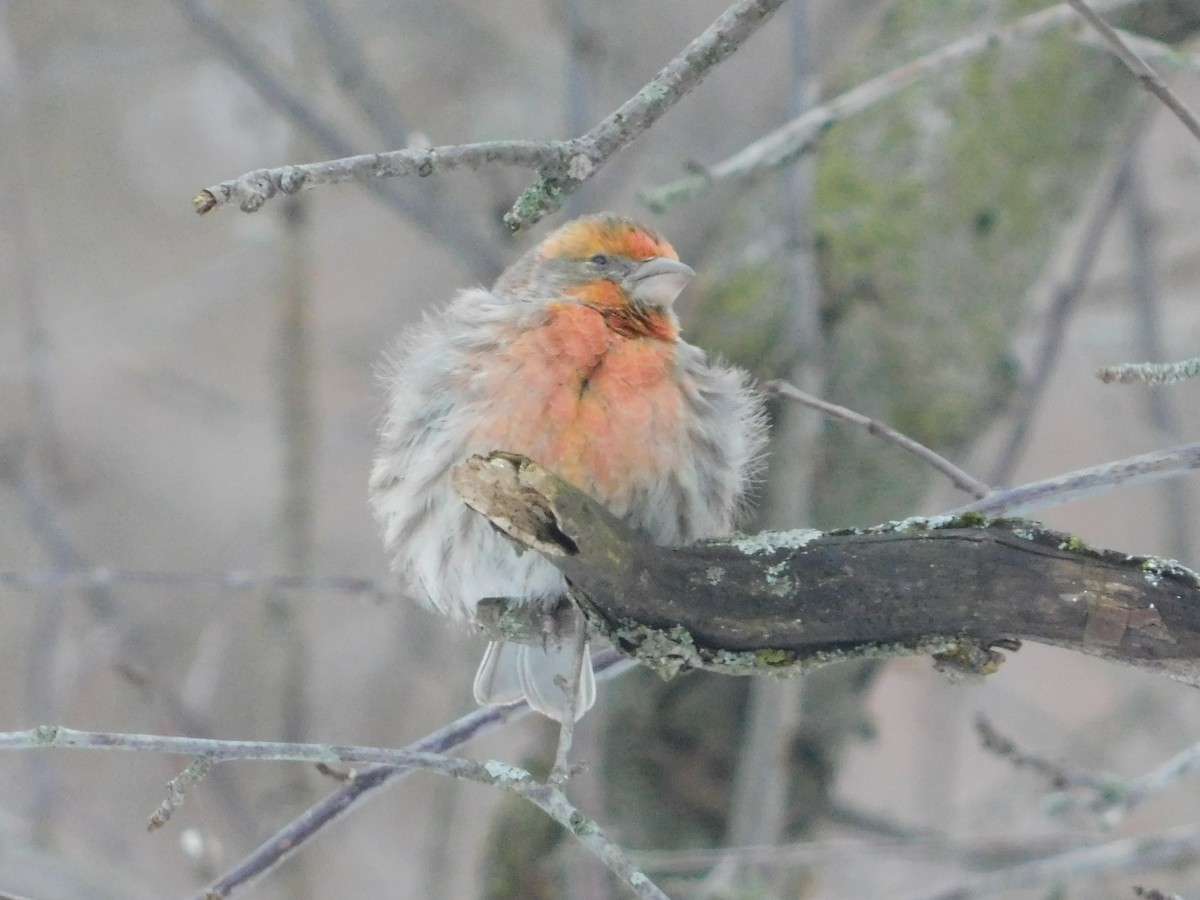 House Finch - ML613694102