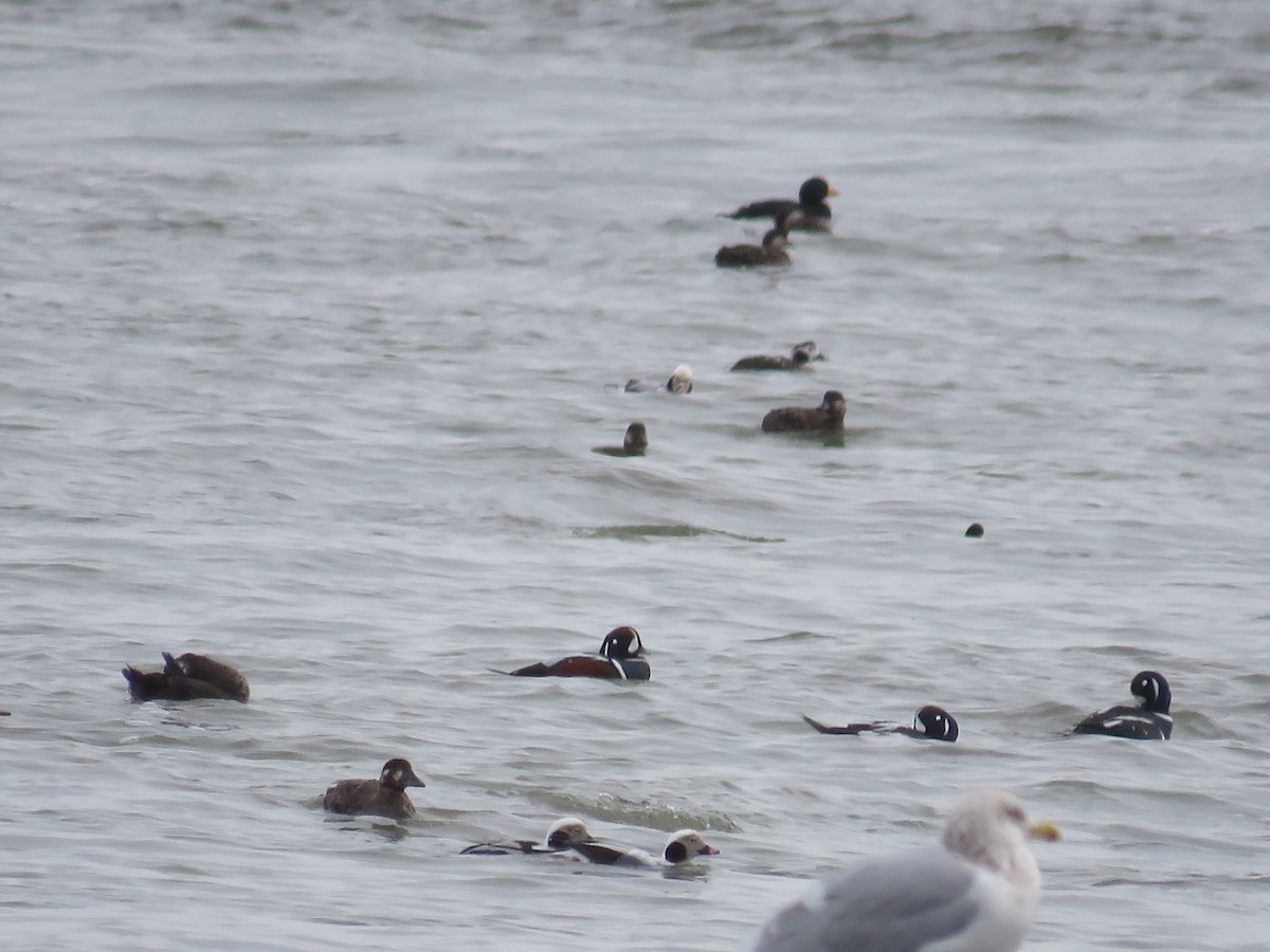 Harlequin Duck - ML613694105