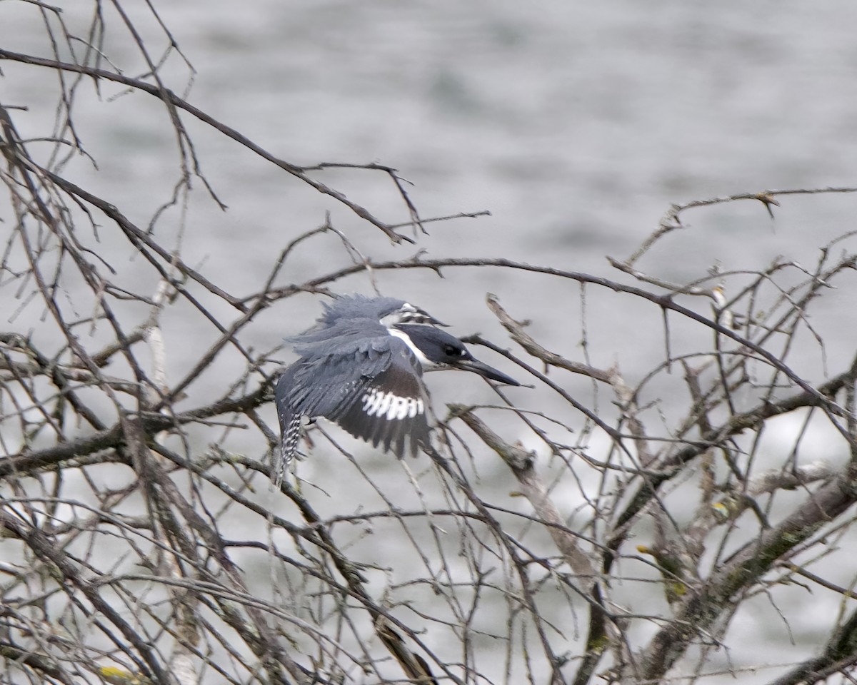 Belted Kingfisher - Julie Doerr