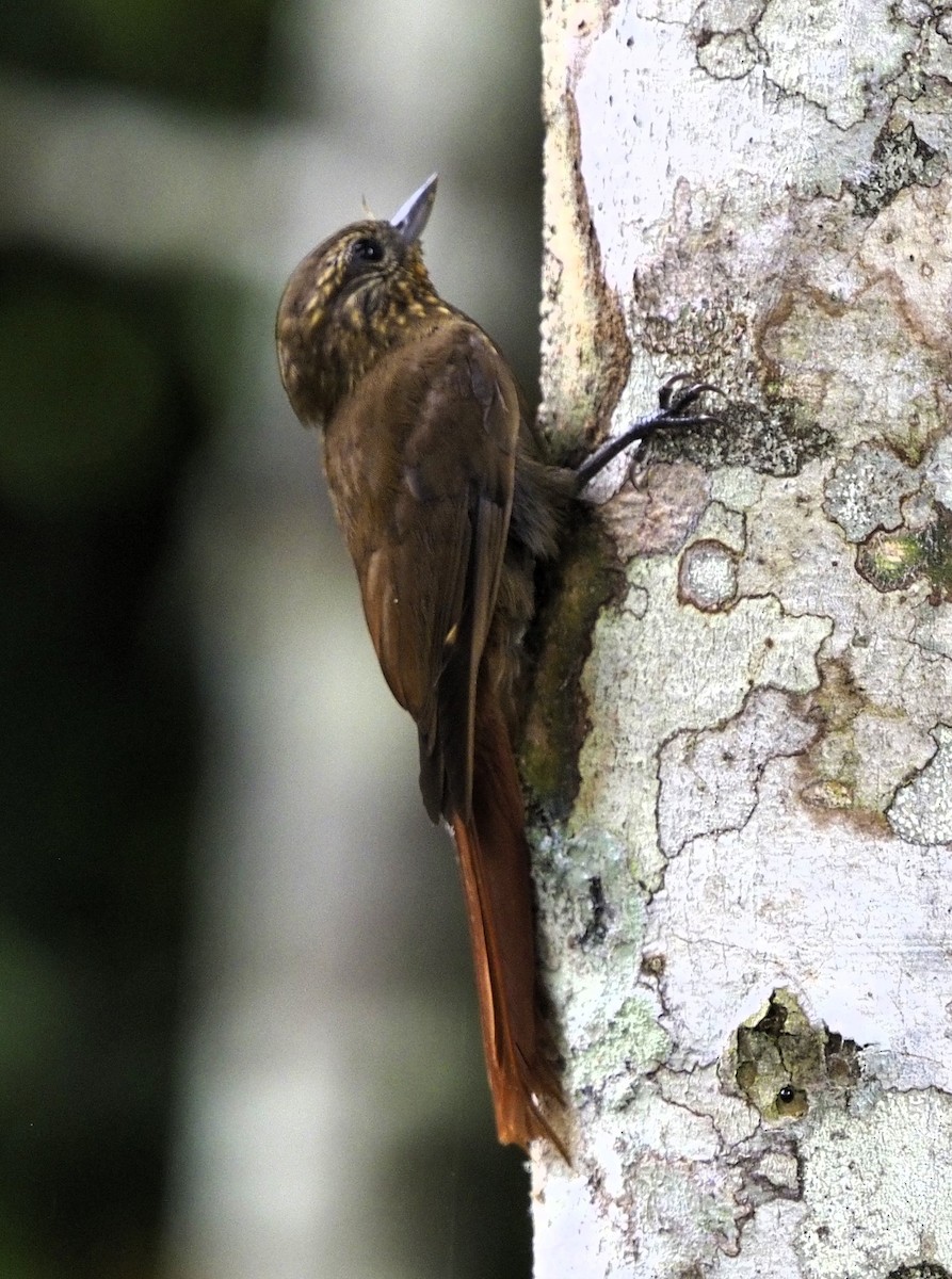 Wedge-billed Woodcreeper - ML613694120