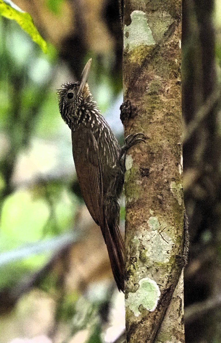 Straight-billed Woodcreeper - ML613694215