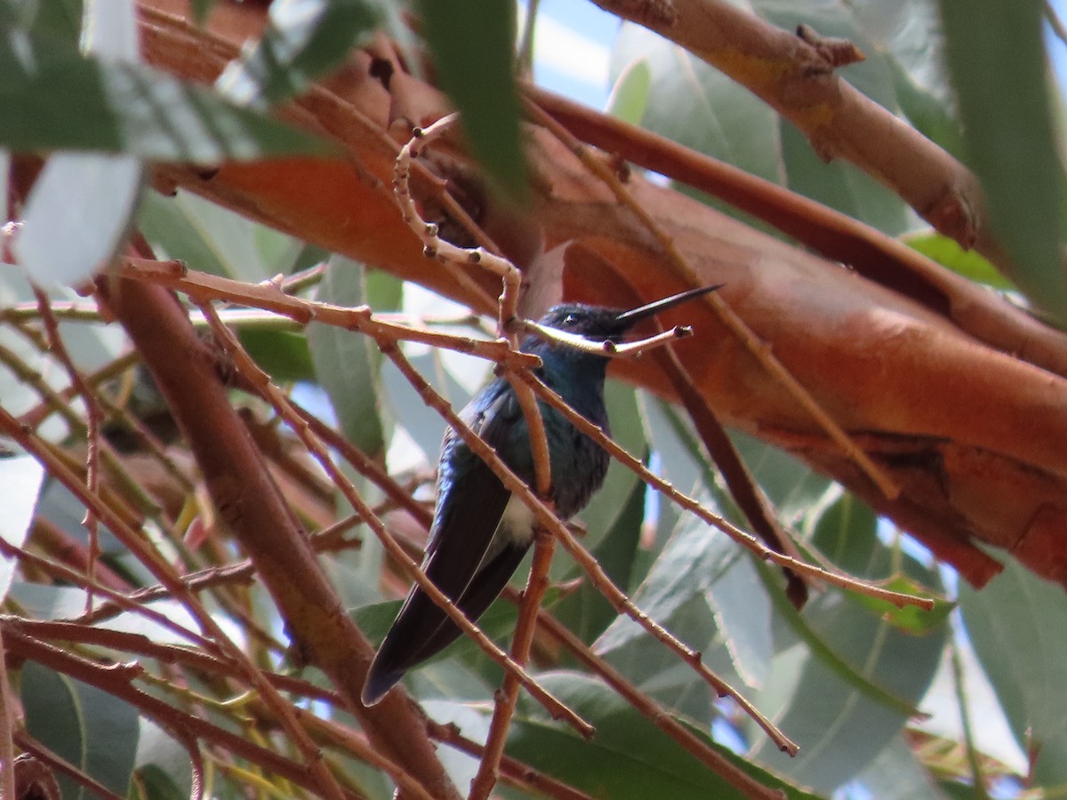 Sparkling Violetear - Nelson Contardo