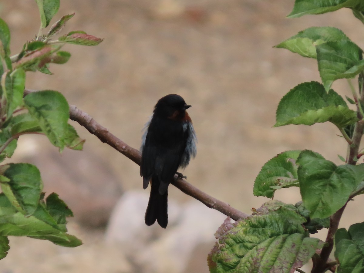 Black-throated Flowerpiercer - ML613694268