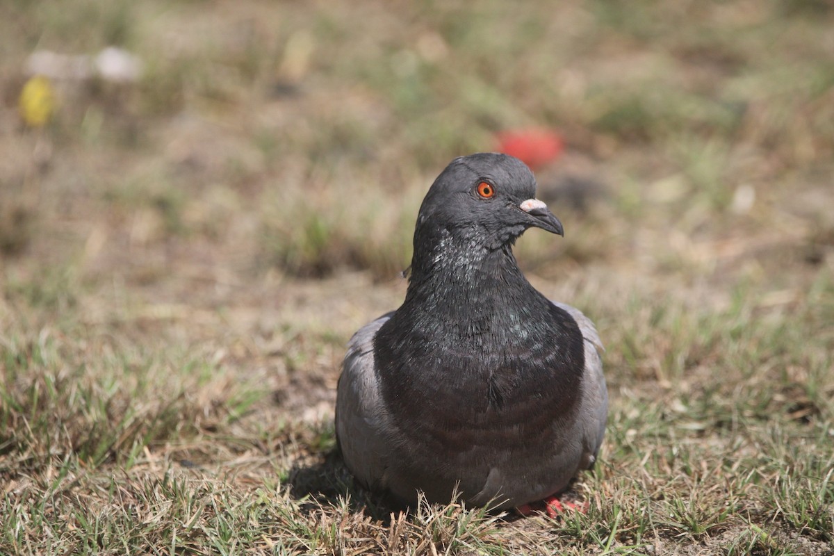 Rock Pigeon (Feral Pigeon) - ML613694339