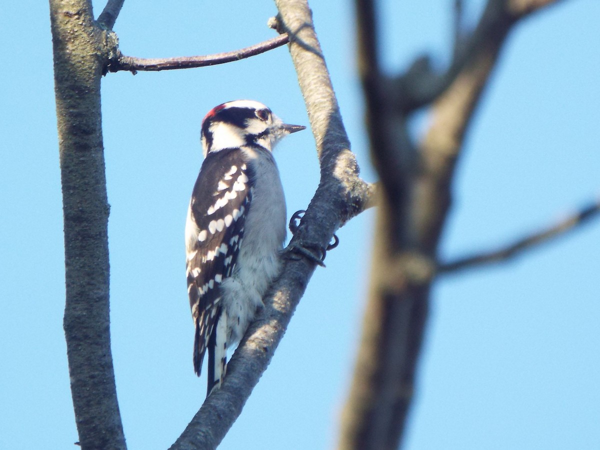 Downy Woodpecker (Eastern) - ML613694355