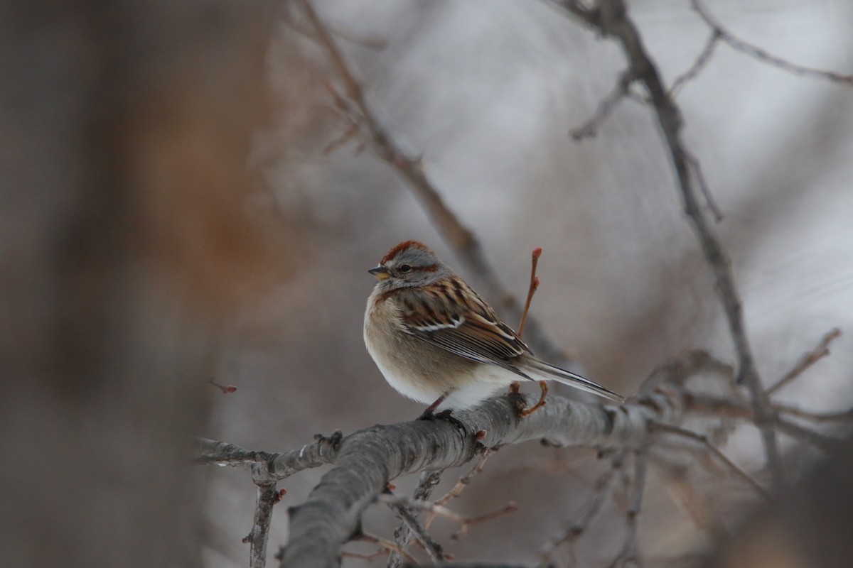 American Tree Sparrow - ML613694371