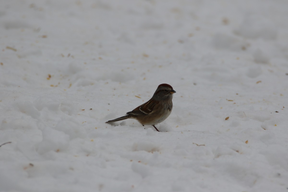 American Tree Sparrow - ML613694416