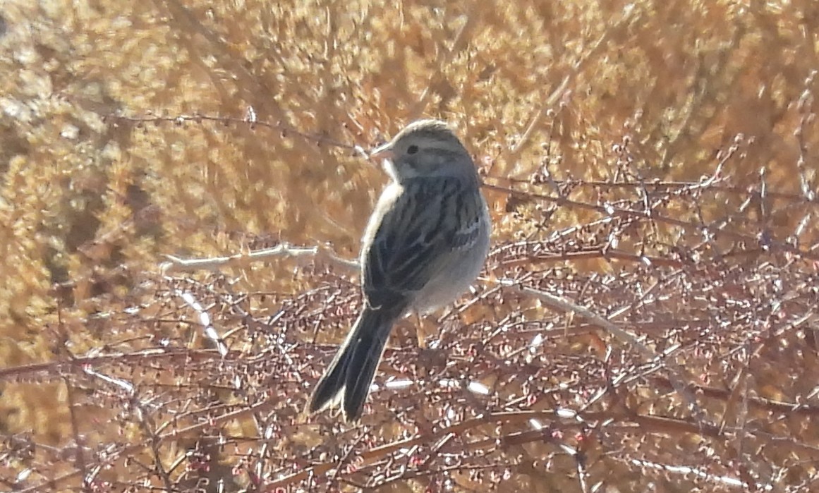 Brewer's Sparrow - ML613694417