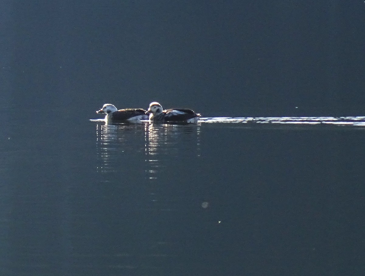 Long-tailed Duck - Craig Miller