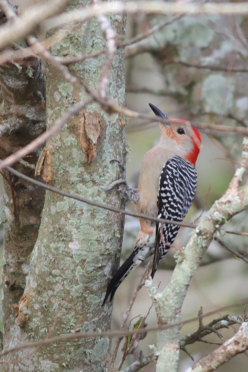 Red-bellied Woodpecker - ML613694478