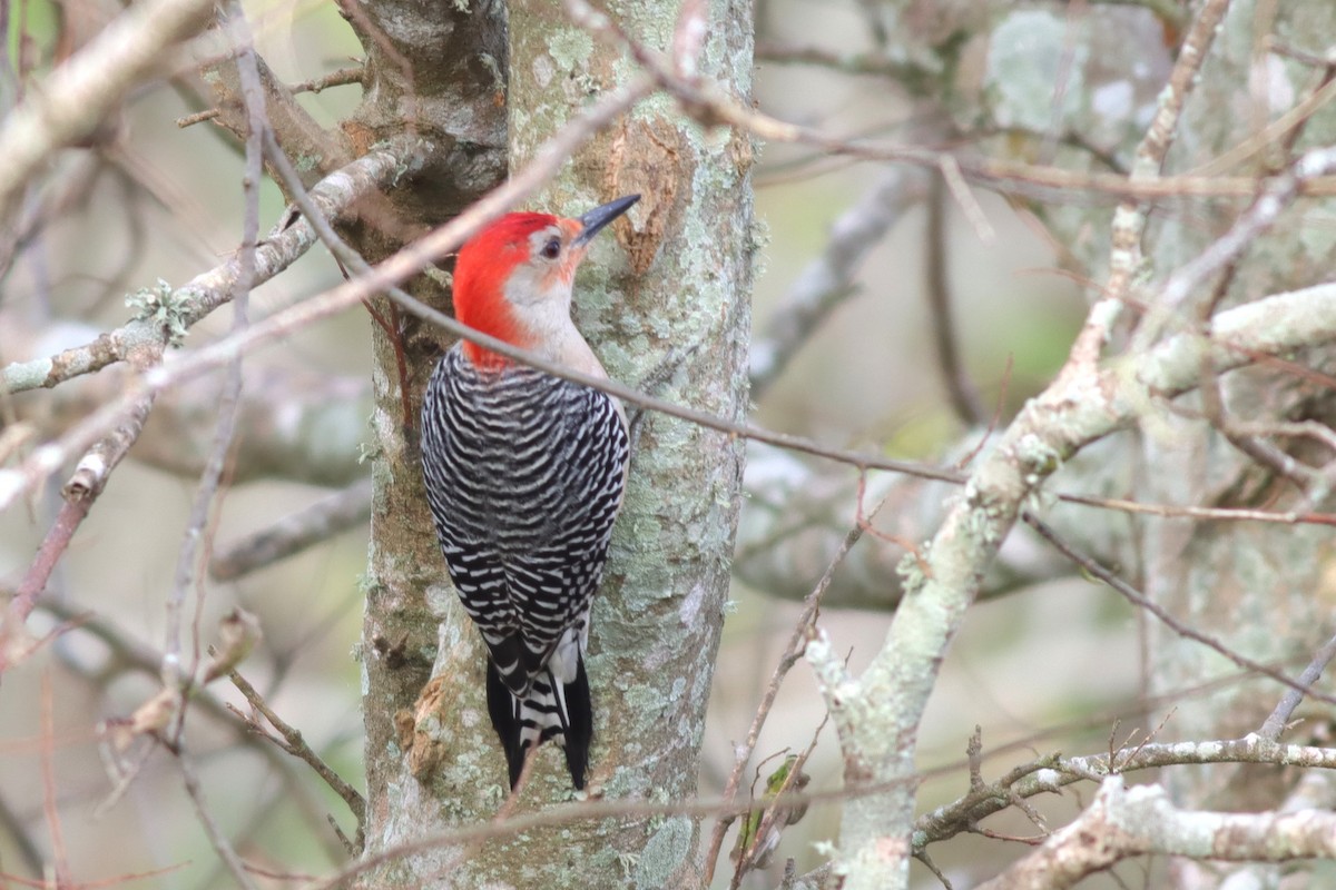 Red-bellied Woodpecker - ML613694479