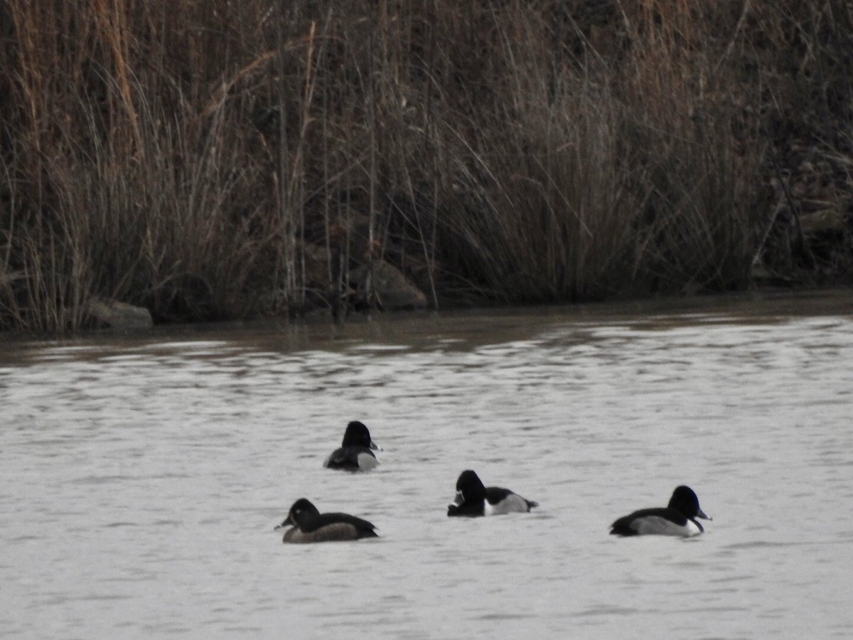 Ring-necked Duck - Anita Hooker