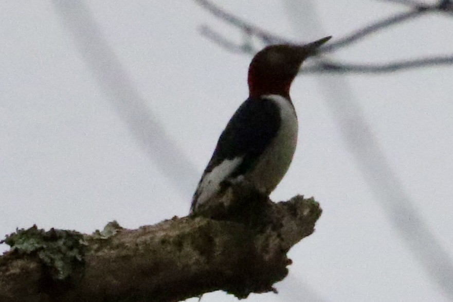 Red-headed Woodpecker - ML613694558