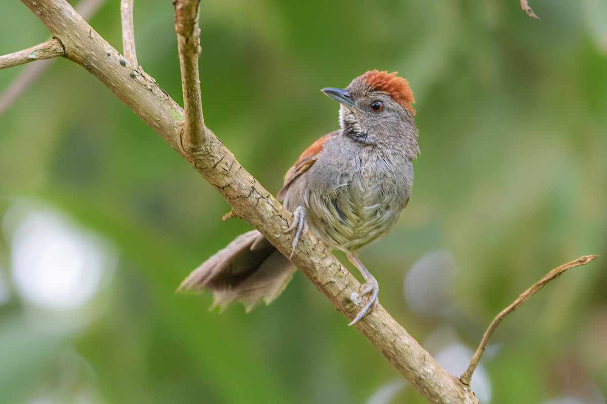 Cinereous-breasted Spinetail - João Vitor Andriola