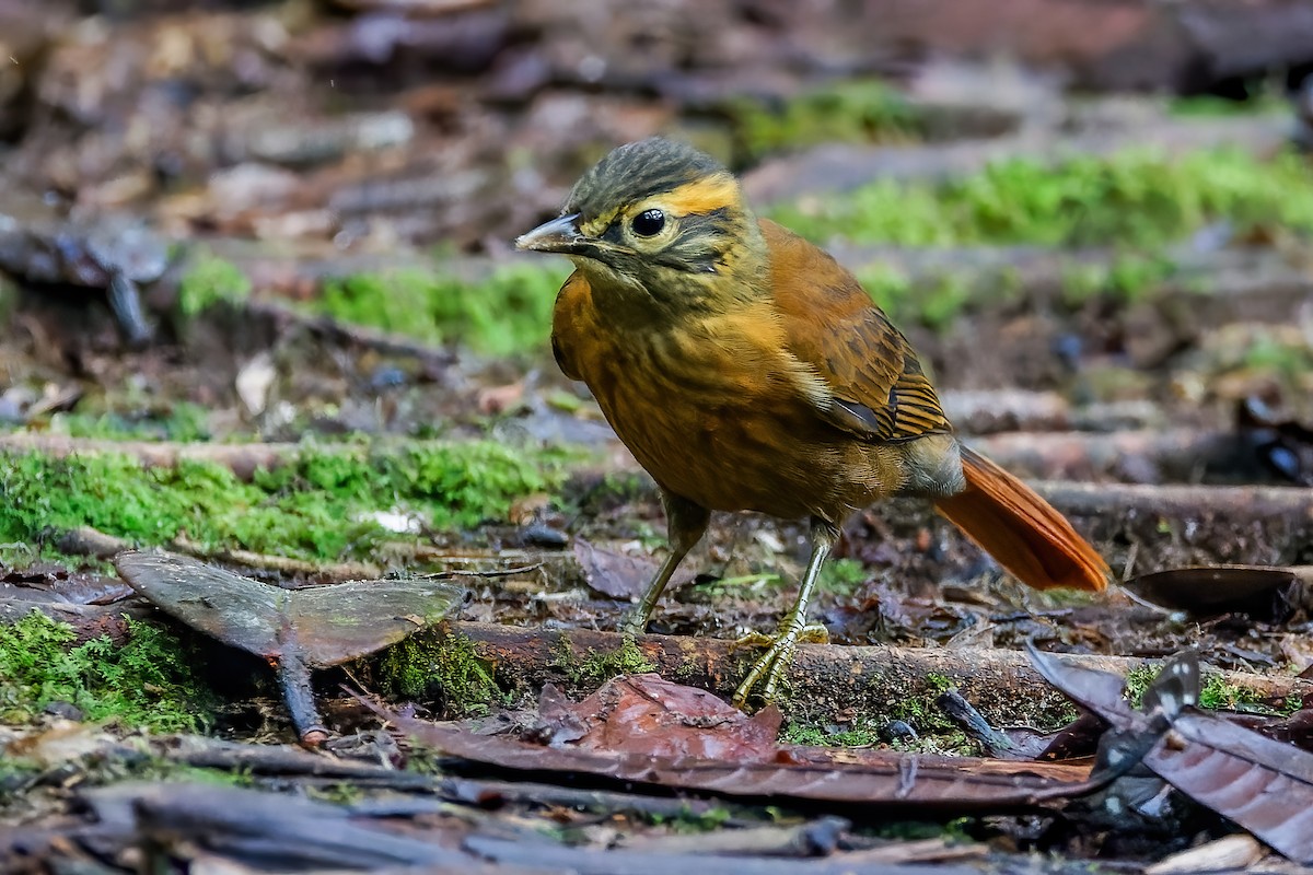 Scaly-throated Foliage-gleaner - ML613694654