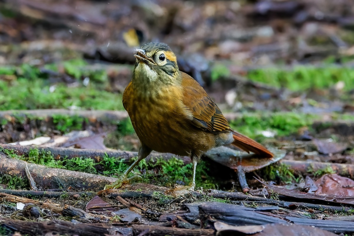 Scaly-throated Foliage-gleaner - ML613694655