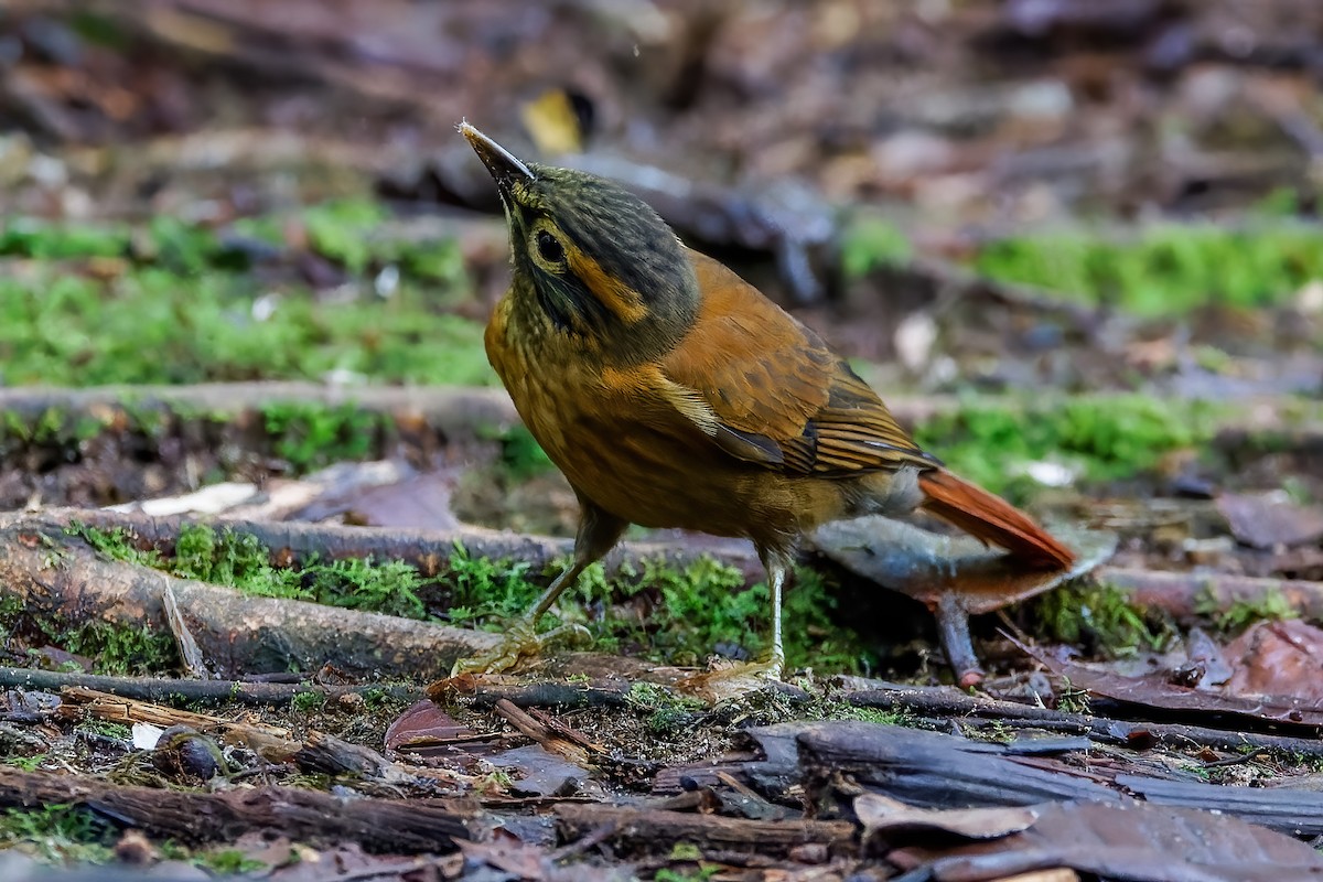 Scaly-throated Foliage-gleaner - ML613694657