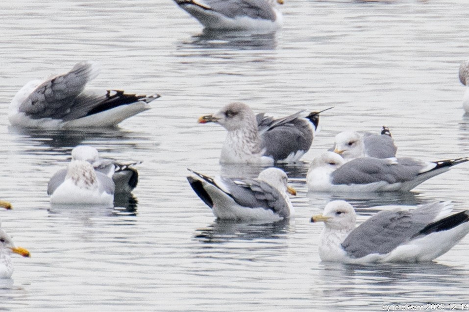 Lesser Black-backed Gull - ML613694680