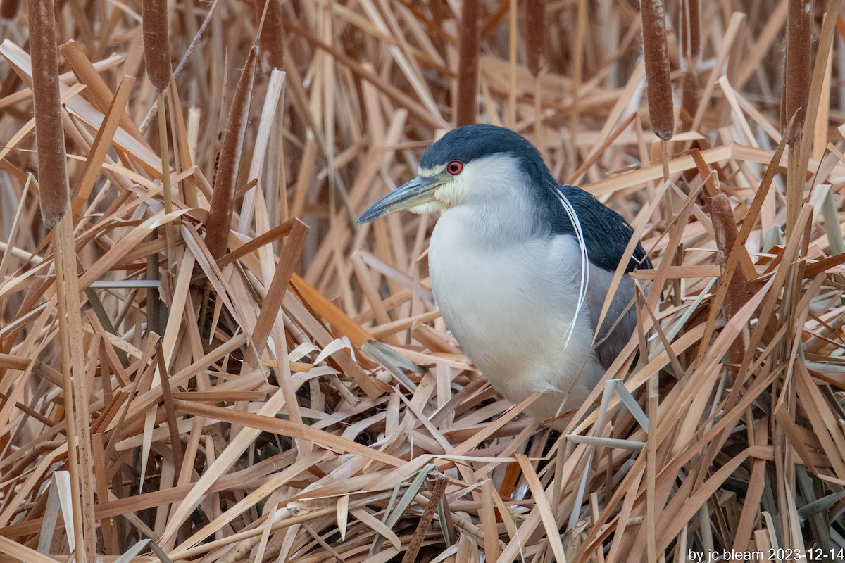 Black-crowned Night Heron - ML613694693