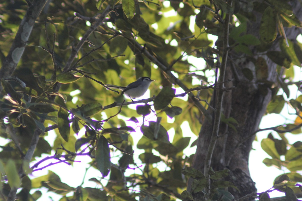 White-browed Gnatcatcher - ML613694769