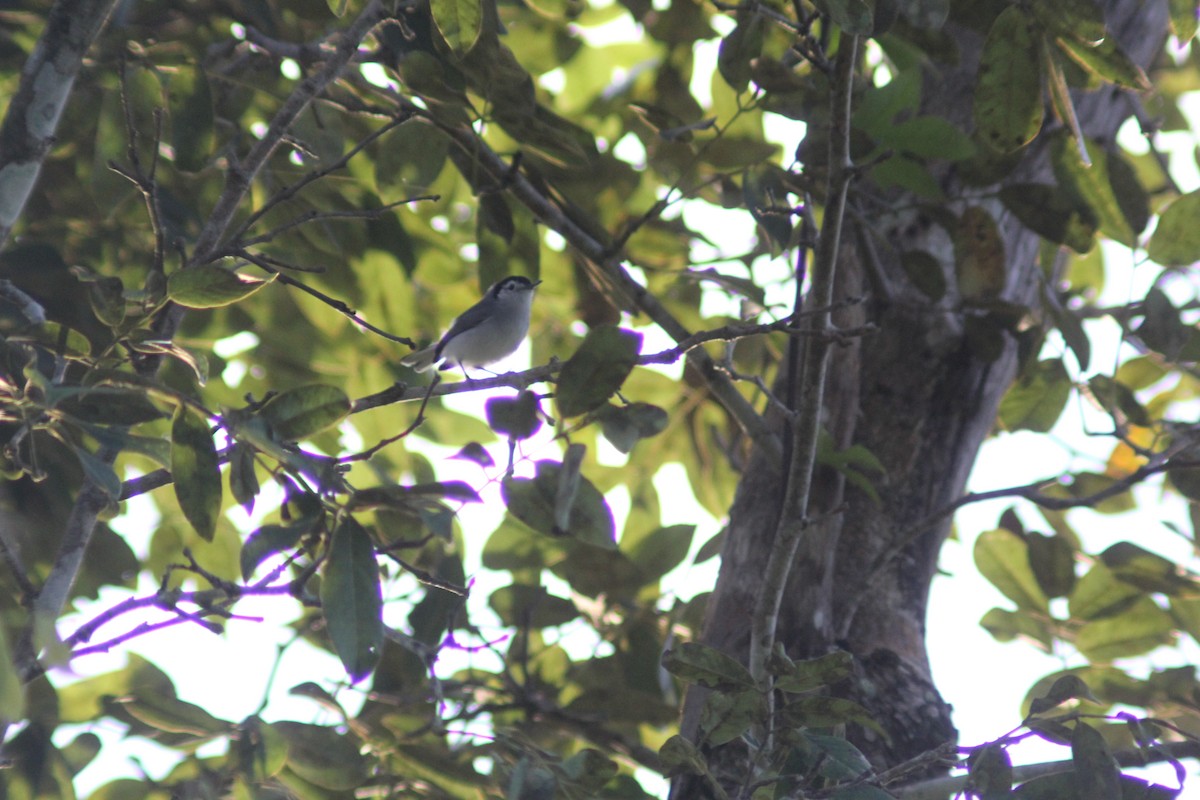 White-browed Gnatcatcher - ML613694770