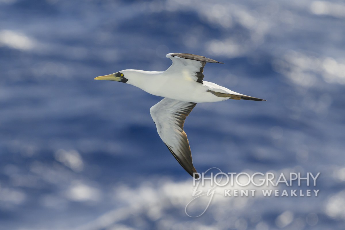 Masked Booby - ML613694805