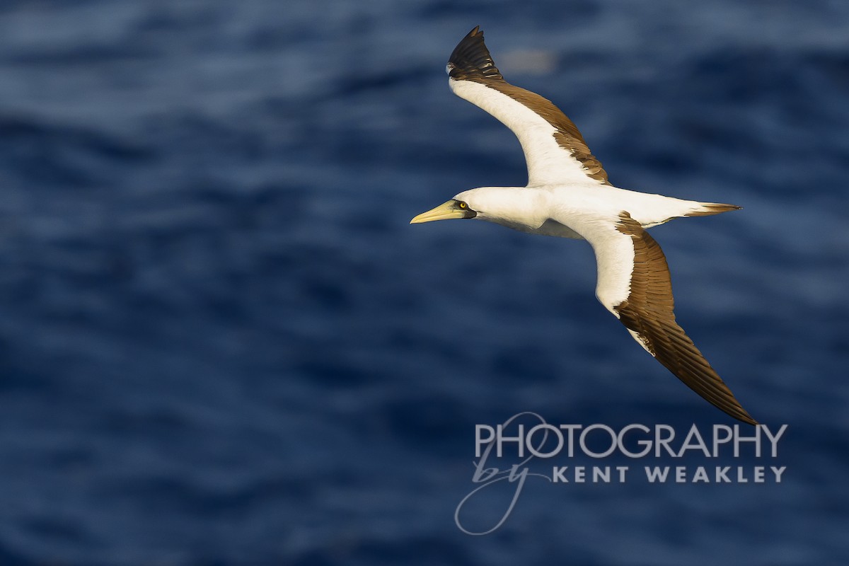 Masked Booby - ML613694806