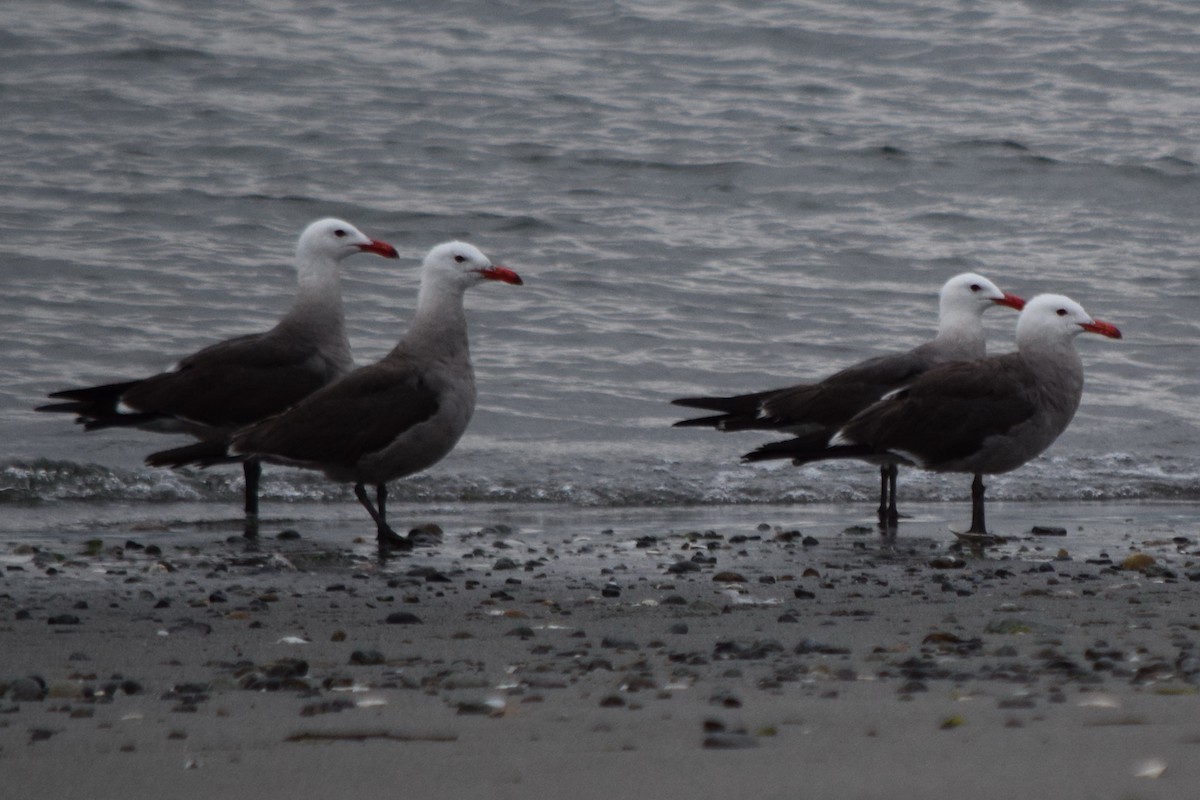 Heermann's Gull - ML61369481