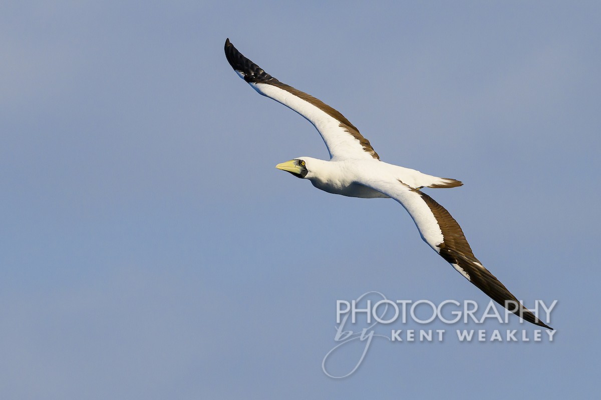 Masked Booby - ML613694812