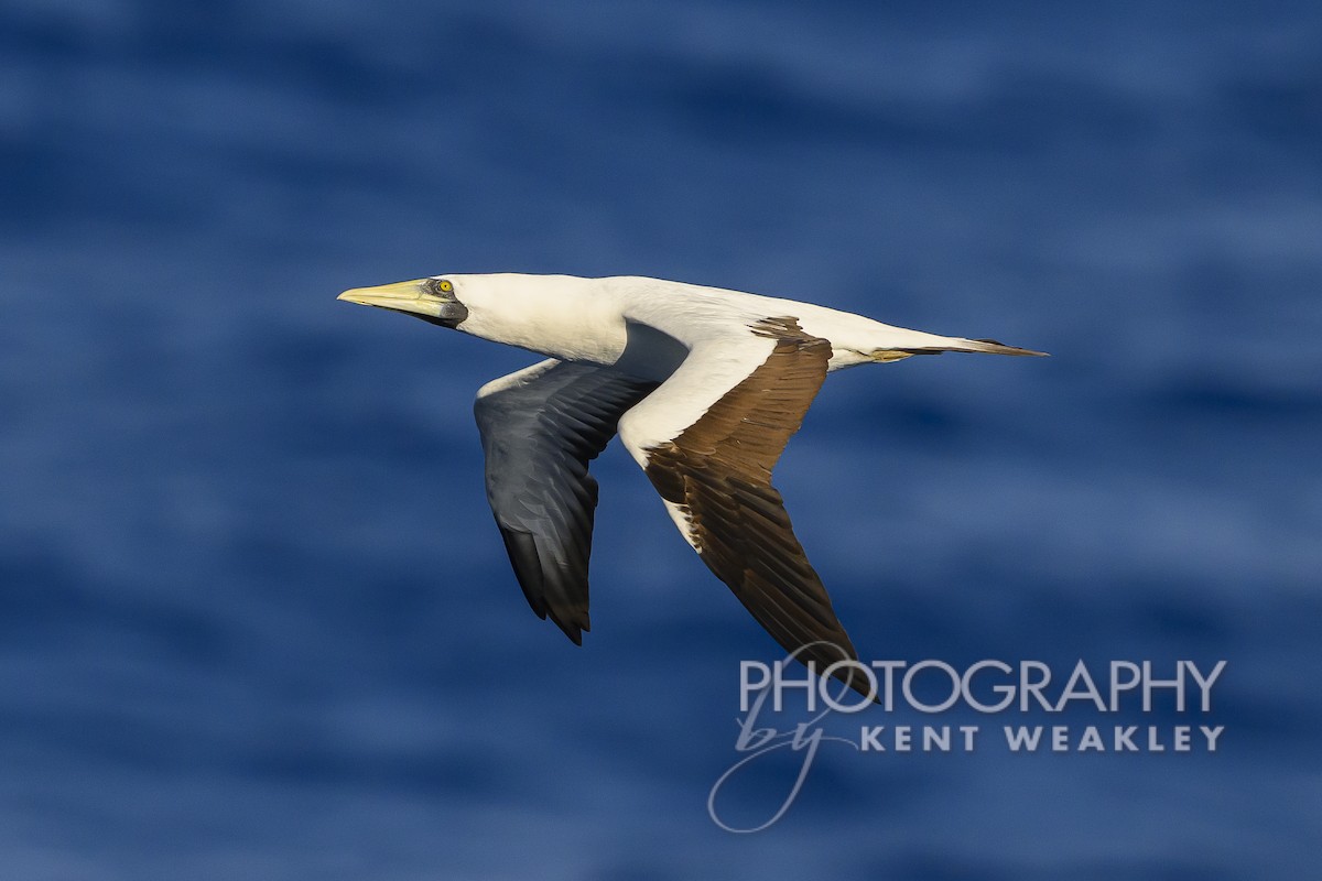 Masked Booby - ML613694814