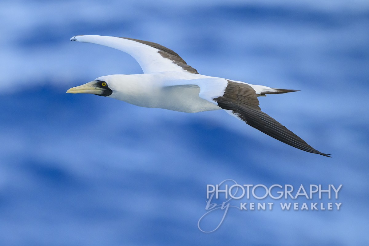Masked Booby - ML613694815