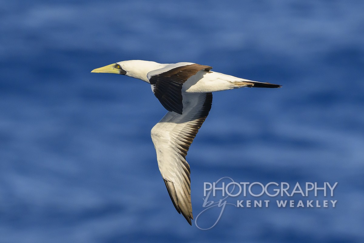 Masked Booby - ML613694816