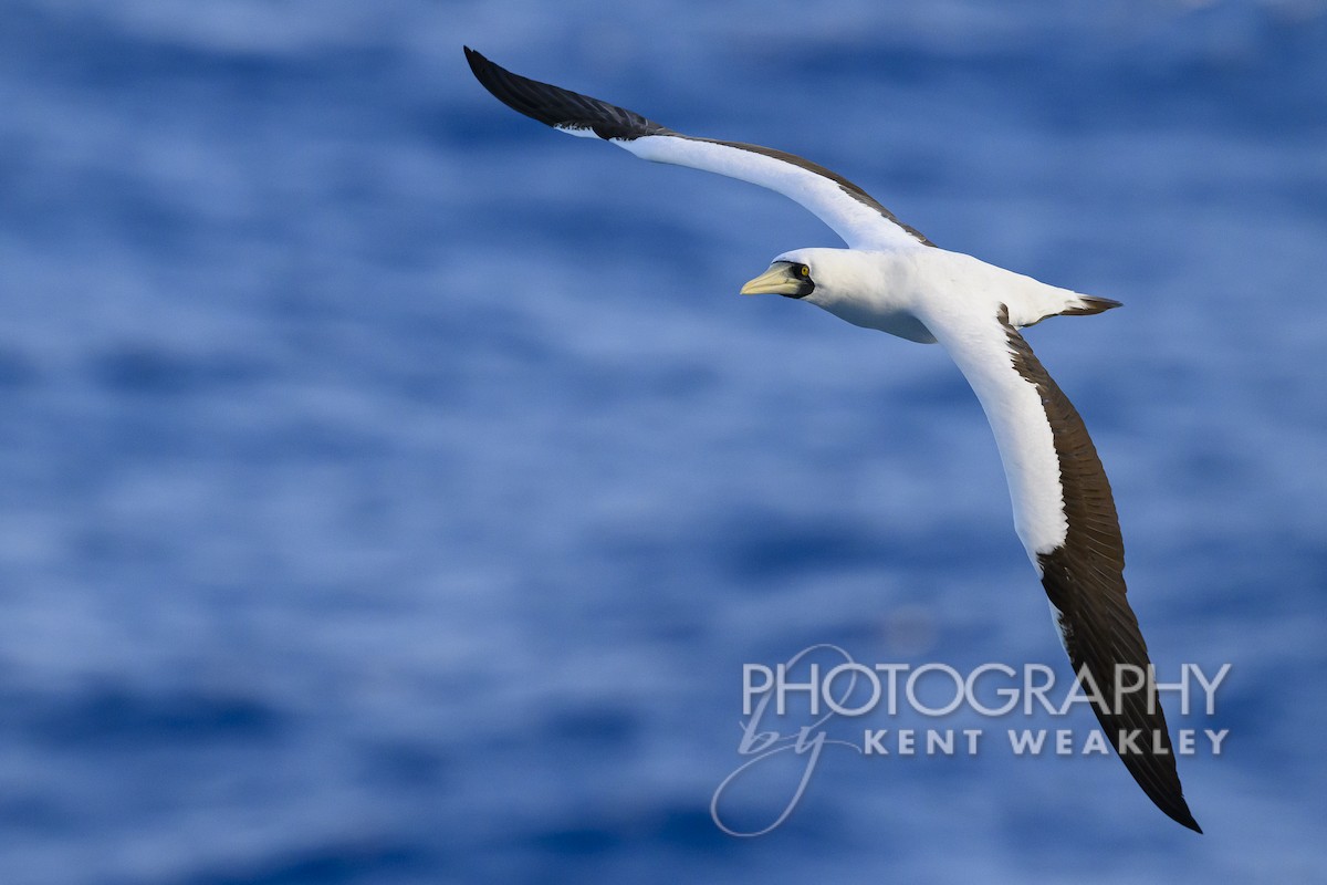 Masked Booby - ML613694817