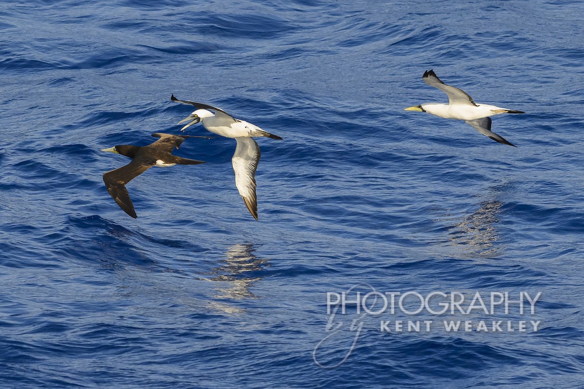 Masked Booby - ML613694818