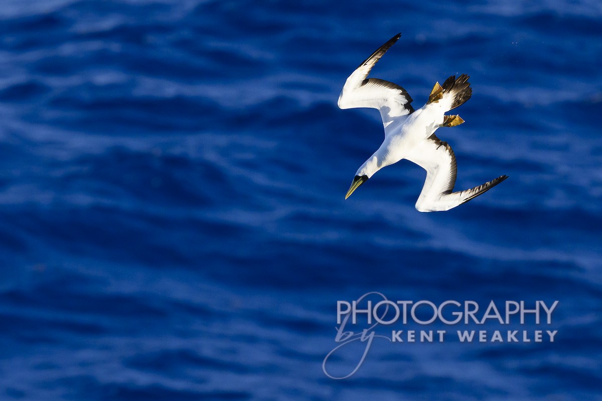 Masked Booby - ML613694819