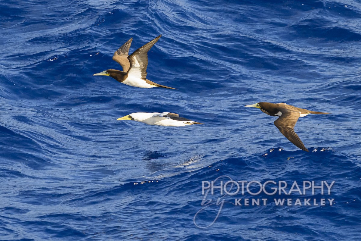 Masked Booby - ML613694820