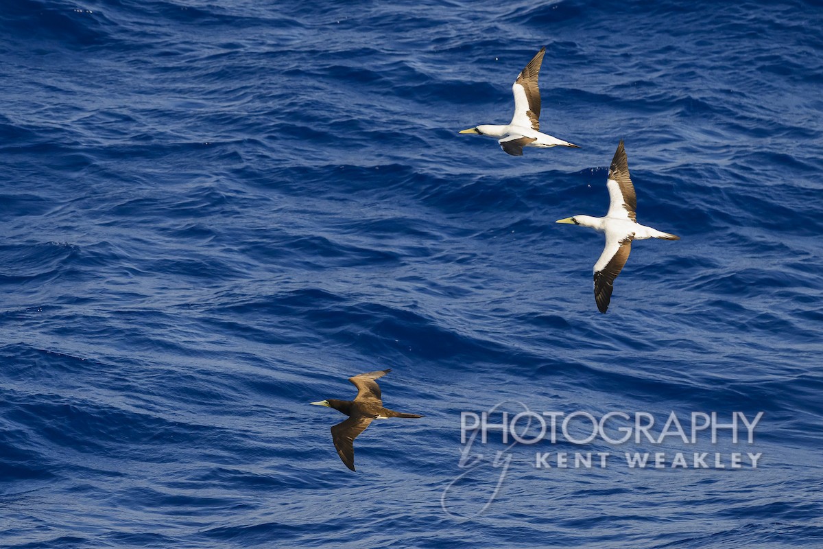 Masked Booby - ML613694821