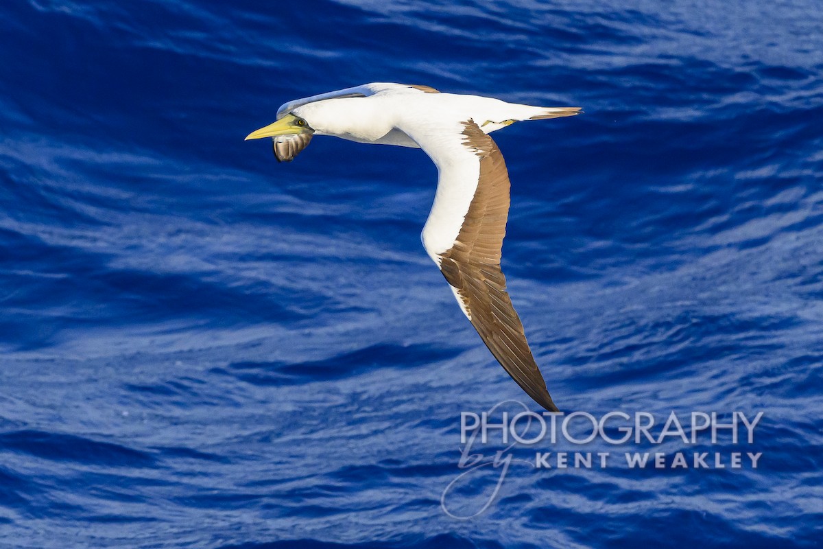 Masked Booby - ML613694822