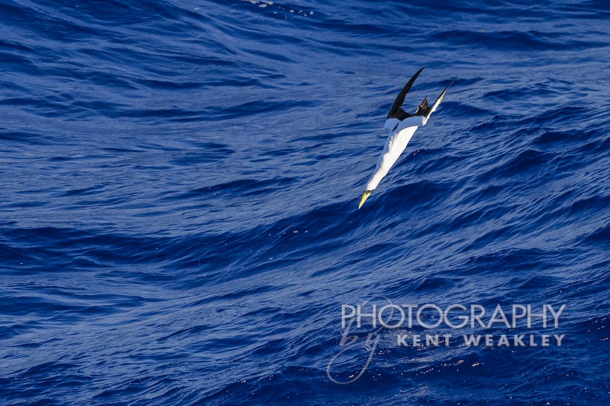 Masked Booby - ML613694823