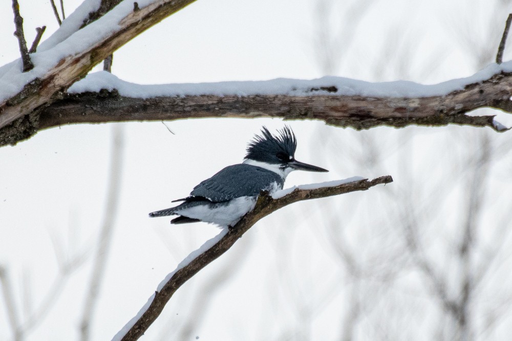 Belted Kingfisher - ML613694840