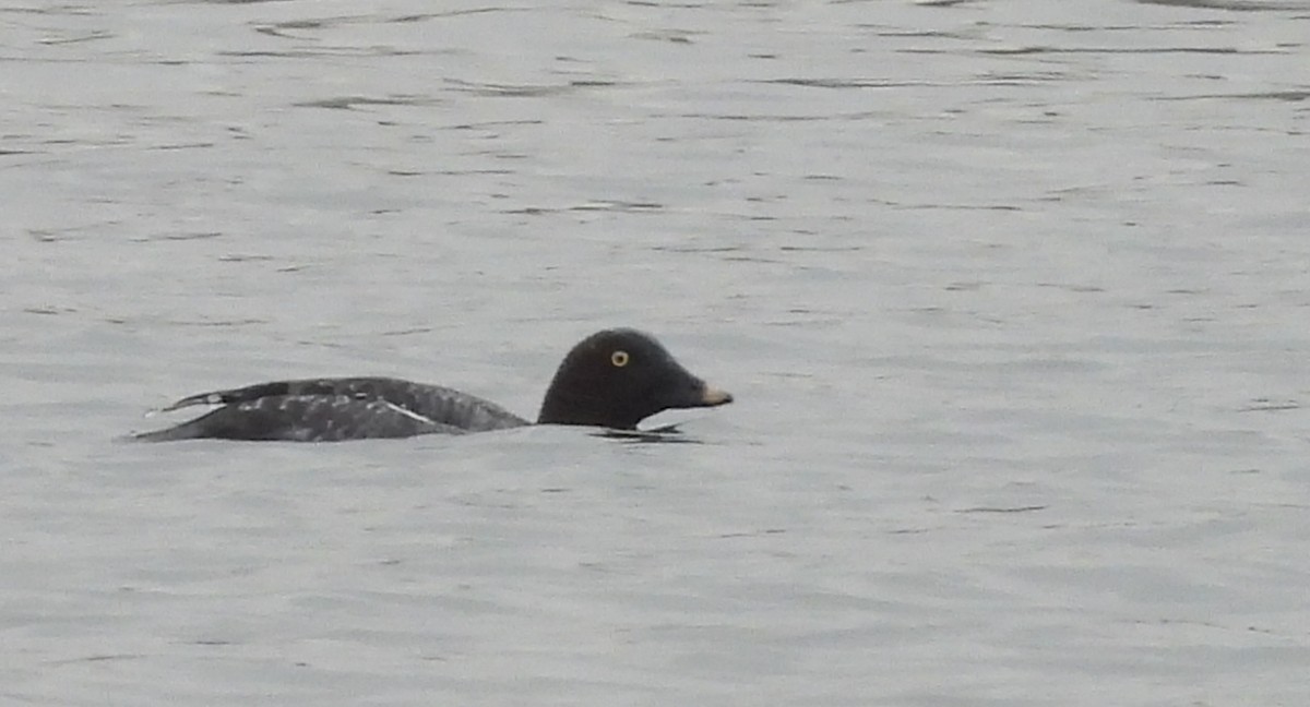 Common Goldeneye - ML613694847