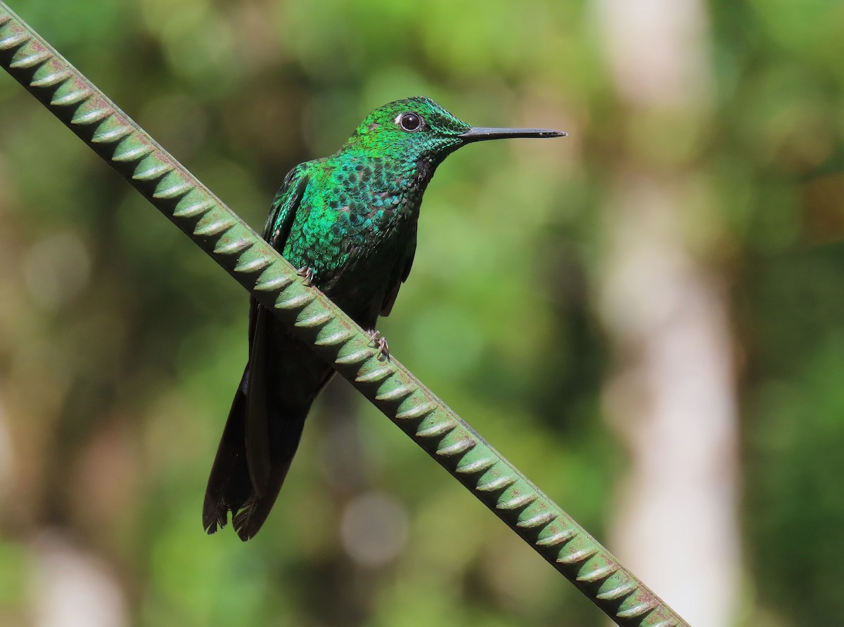 Green-crowned Brilliant - Jim Sweeney