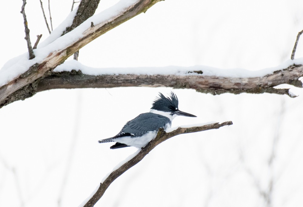 Belted Kingfisher - ML613694901