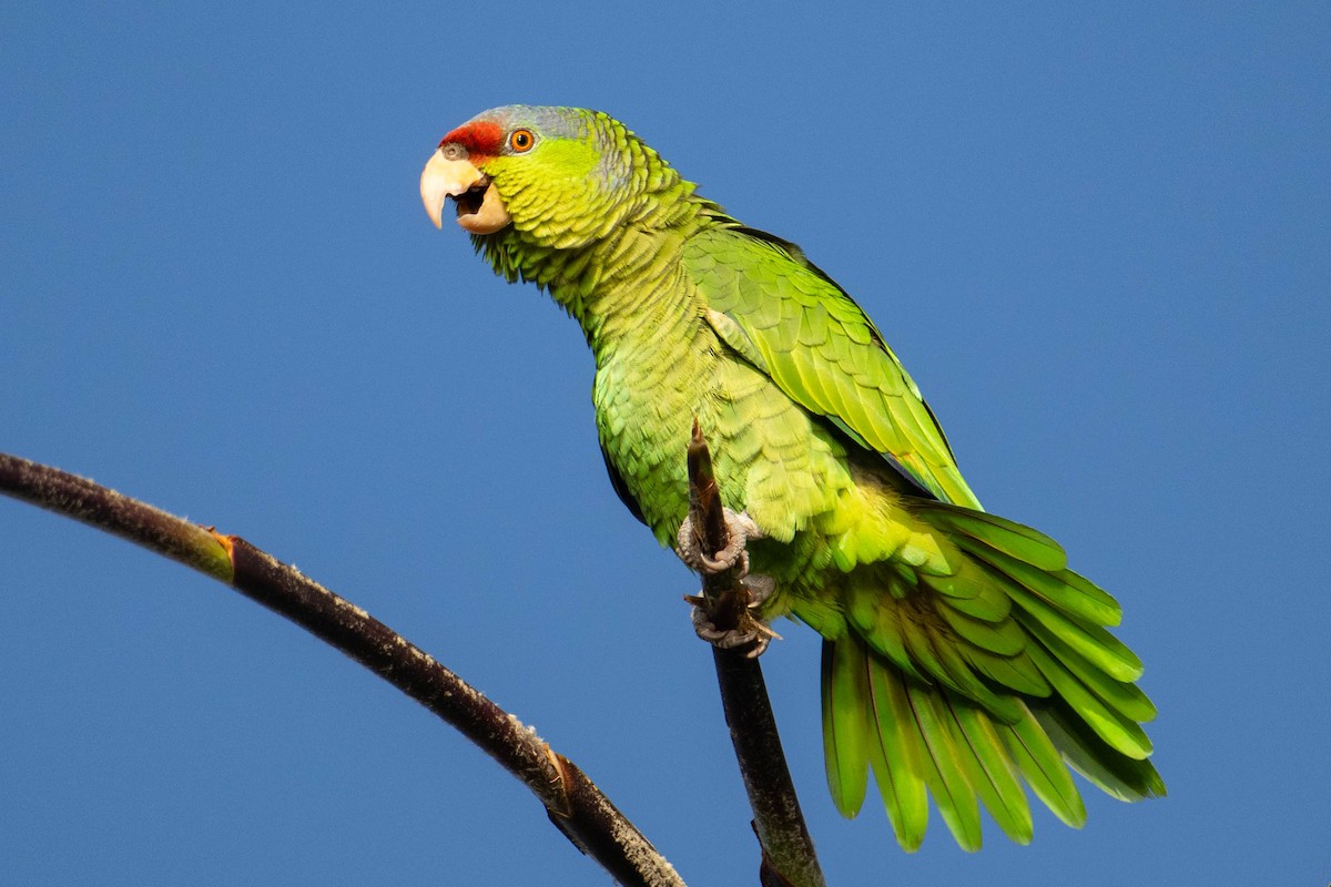 Lilac-crowned Amazon - ML613694937