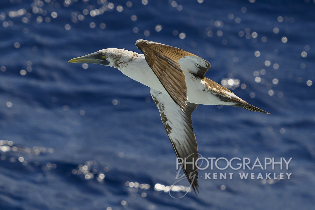 Masked Booby - Kent Weakley